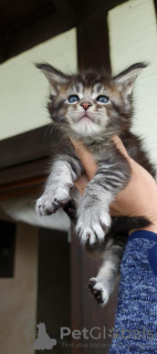 Photo №2 to announcement № 125583 for the sale of maine coon - buy in United Kingdom private announcement