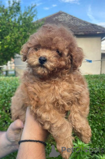 Photo №2 to announcement № 103801 for the sale of poodle (dwarf) - buy in Serbia 