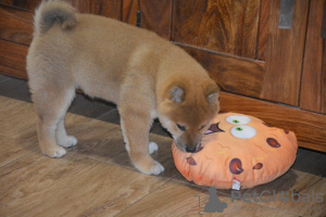 Photo №4. I will sell shiba inu in the city of Turku. private announcement - price - Is free
