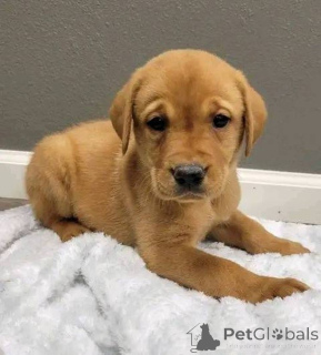 Photo №1. labrador retriever - for sale in the city of Yorkley | negotiated | Announcement № 157839