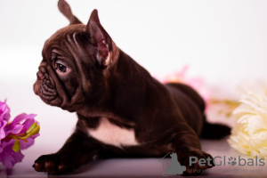 Photo №1. french bulldog - for sale in the city of Miami | negotiated | Announcement № 19386