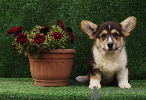 Photo №4. I will sell welsh corgi in the city of Prague. from nursery - price - 1417$
