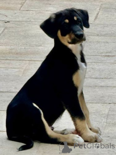 Photo №3. Adorable naked puppies of Mexico (XOLOITZCUINTLE). Belgium