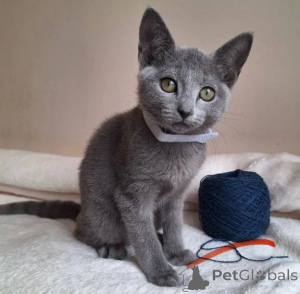 Photo №1. russian blue - for sale in the city of Mülheim | 361$ | Announcement № 177651