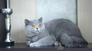 Photo №2 to announcement № 144300 for the sale of british longhair - buy in United Kingdom breeder