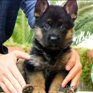 Photo №1. german shepherd - for sale in the city of Франкфурт-на-Майне | negotiated | Announcement № 123870