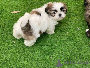 Photo №3. still available for adoption. Hi anyone still interested in getting a SHIH TZU. Kuwait