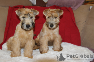 Photo №2 to announcement № 86262 for the sale of soft-coated wheaten terrier - buy in Estonia from nursery