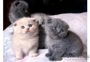 Photo №1. scottish fold - for sale in the city of Антверпен | 264$ | Announcement № 115087