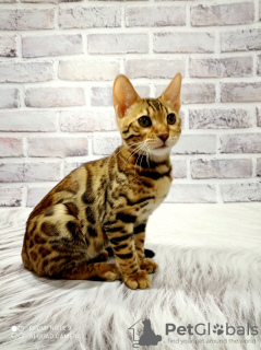 Photo №3. BENGAL kittens with an elite pedigree. Ukraine