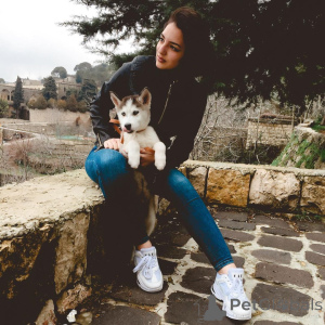 Photo №3. Siberian husky puppies are playful, curious, and adorable companions. With their. Czech Republic