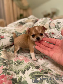 Additional photos: Chihuahua puppy
