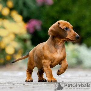 Photo №3. Standard dachshund puppies. Russian Federation