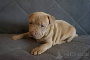 Photo №4. I will sell bull terrier in the city of Knjazevac.  - price - negotiated