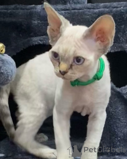 Photo №4. I will sell devon rex in the city of Arivaca.  - price - 450$