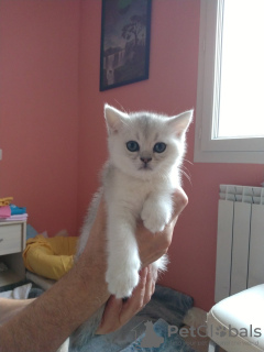 Photo №1. british shorthair - for sale in the city of Aubenas | 792$ | Announcement № 102443