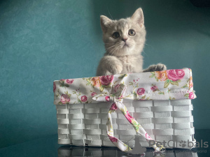Photo №2 to announcement № 21801 for the sale of british shorthair - buy in Russian Federation from nursery
