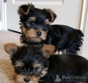 Photo №2 to announcement № 80049 for the sale of yorkshire terrier - buy in Australia private announcement