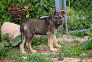 Additional photos: Charming puppies Mark and Mira are urgently looking for a home