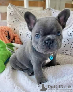 Photo №1. french bulldog - for sale in the city of Stockholm | 423$ | Announcement № 84875