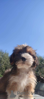 Additional photos: Havanese Bichon puppies