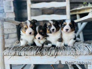 Photo №3. adorable corgi puppies. United States