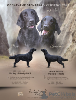 Photo №1. flat-coated retriever - for sale in the city of Helsinki | 1057$ | Announcement № 67691