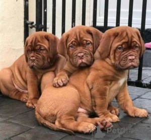 Photo №1. dogue de bordeaux - for sale in the city of Paris | negotiated | Announcement № 120642