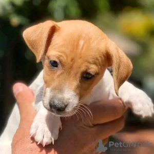 Photo №4. I will sell jack russell terrier in the city of Helsinki. private announcement, breeder - price - 475$