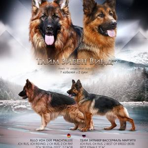 Photo №1. german shepherd - for sale in the city of Москва | 467$ | Announcement № 5586