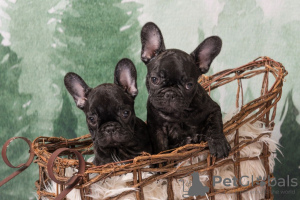 Additional photos: Home trained French Bulldog available now