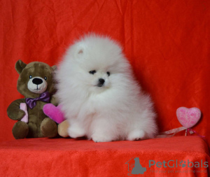 Additional photos: pomeranian