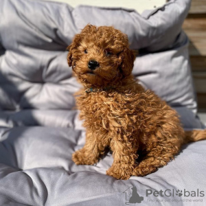 Photo №3. Beautiful toy poodle puppies,. United Kingdom