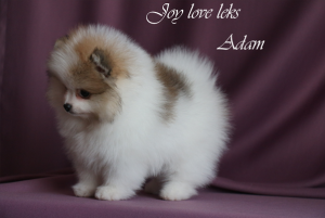 Photo №2 to announcement № 2096 for the sale of pomeranian - buy in Russian Federation breeder