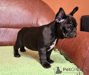 Additional photos: French bulldog puppy