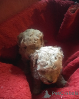 Photo №4. I will sell poodle (dwarf) in the city of Tbilisi. private announcement - price - 600$
