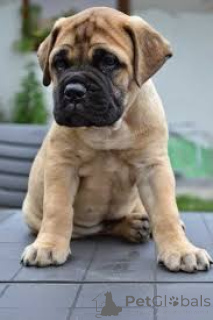 Photo №2 to announcement № 157192 for the sale of bullmastiff - buy in Germany private announcement, breeder