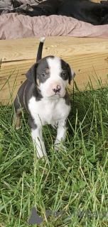 Photo №1. louisiana catahoula leopard dog - for sale in the city of Berlin | Is free | Announcement № 126955