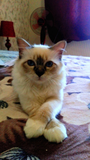 Photo №1. birman - for sale in the city of Belgorod | Negotiated | Announcement № 1259