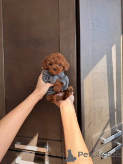 Photo №2 to announcement № 175402 for the sale of poodle (toy) - buy in Lithuania private announcement, breeder