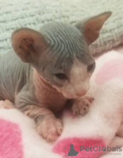 Photo №1. sphynx cat - for sale in the city of Ипр | Is free | Announcement № 128918