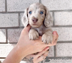 Photo №2 to announcement № 123040 for the sale of dachshund - buy in Hungary 