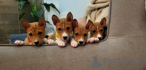 Photo №1. basenji - for sale in the city of Gdańsk | negotiated | Announcement № 90927