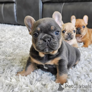 Photo №1. french bulldog - for sale in the city of ANSUBRG | negotiated | Announcement № 146272