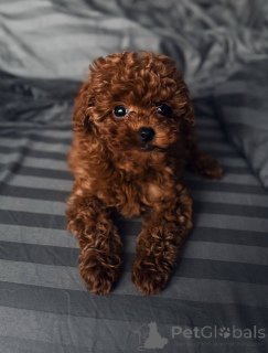 Photo №1. poodle (toy) - for sale in the city of Glasgow | 310$ | Announcement № 159965