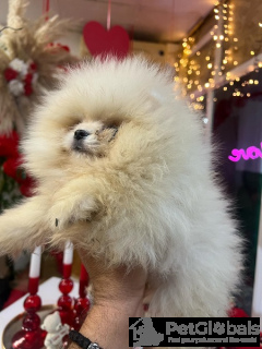 Photo №3. Pomeranian puppies. Serbia