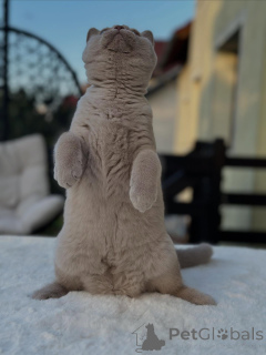 Photo №3. Purebred British Shorthair with Charming Personality for Sale. Germany