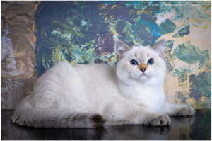 Photo №2 to announcement № 3346 for the sale of british shorthair - buy in Russian Federation from nursery
