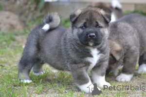 Photo №2 to announcement № 10588 for the sale of american akita - buy in Russian Federation breeder