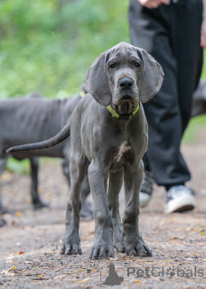 Photo №1. great dane - for sale in the city of Gdańsk | 1755$ | Announcement № 154628